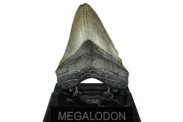 Serrated, Fossil Megalodon Tooth - North Carolina #355834